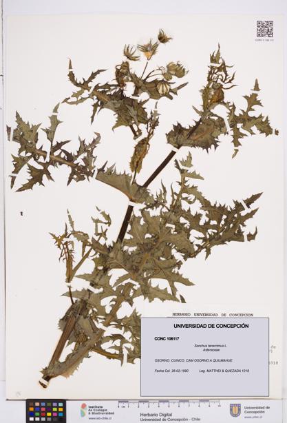 Sonchus tenerrimus [Espécimen: ]