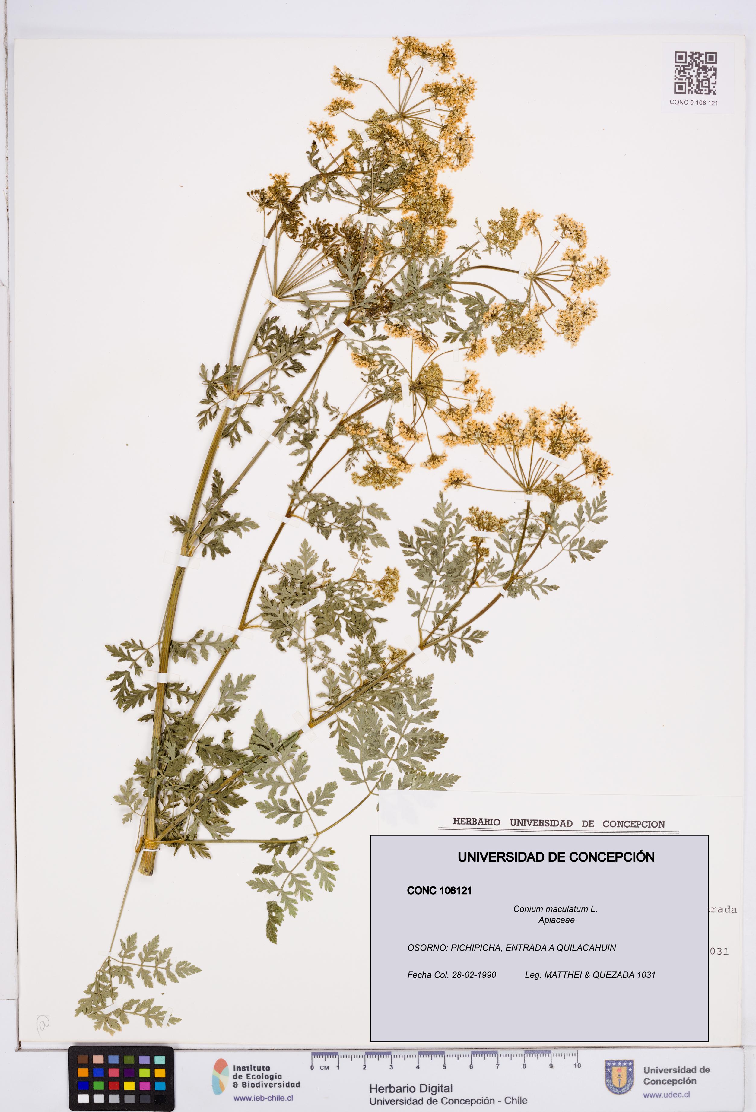 Conium maculatum [Espécimen: ]