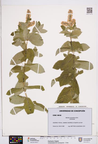Mentha suaveolens [Espécimen: ]