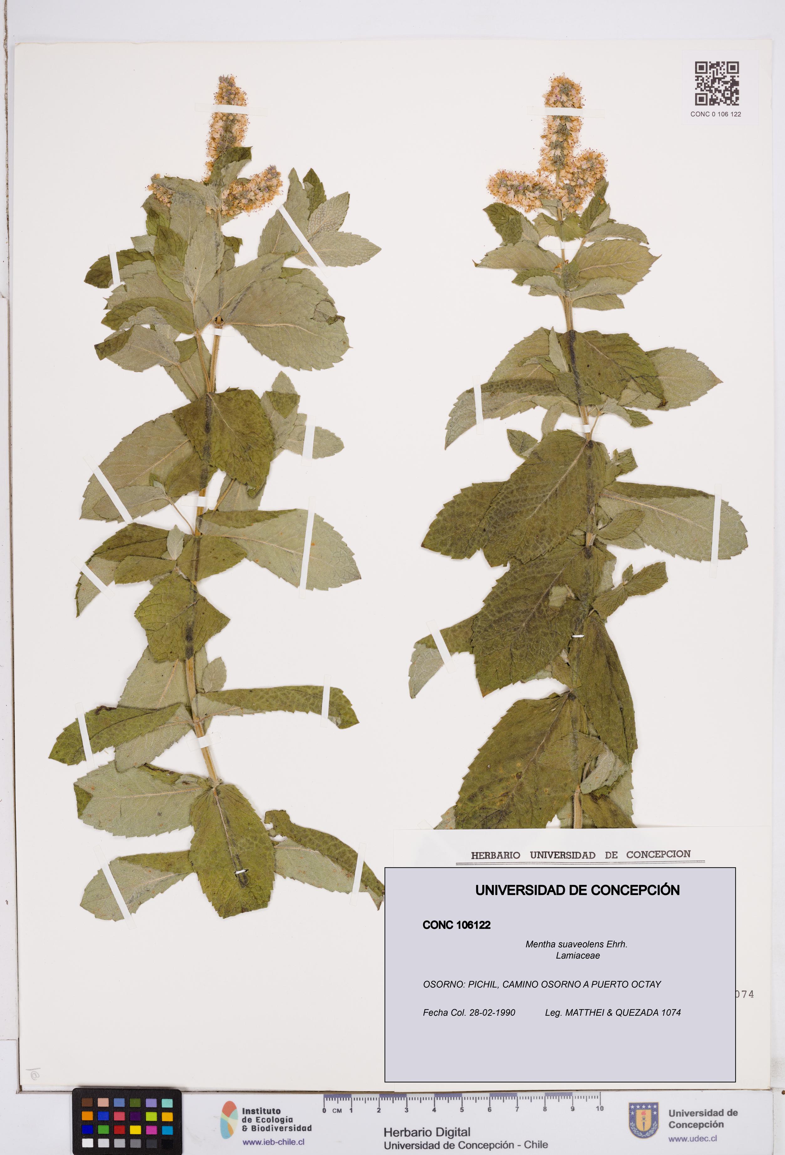 Mentha suaveolens [Espécimen: ]