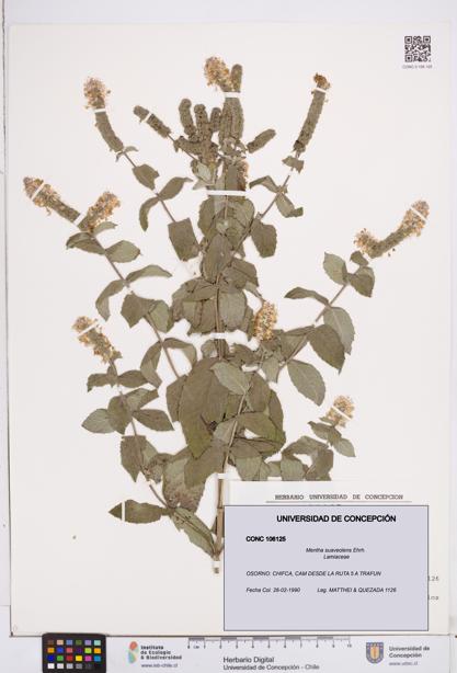 Mentha suaveolens [Espécimen: ]