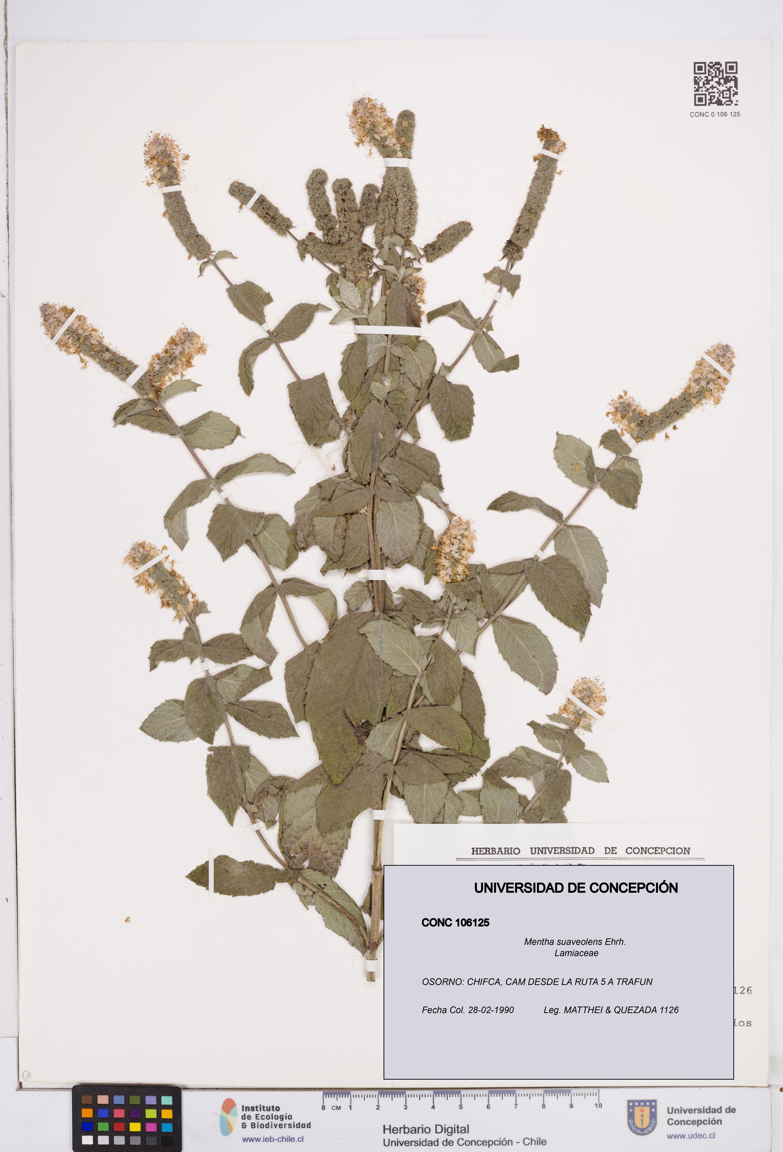 Mentha suaveolens [Espécimen: ]