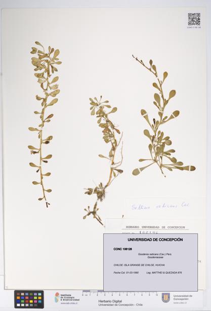 Goodenia radicans [Espécimen: UDEC:CONC:0106128]