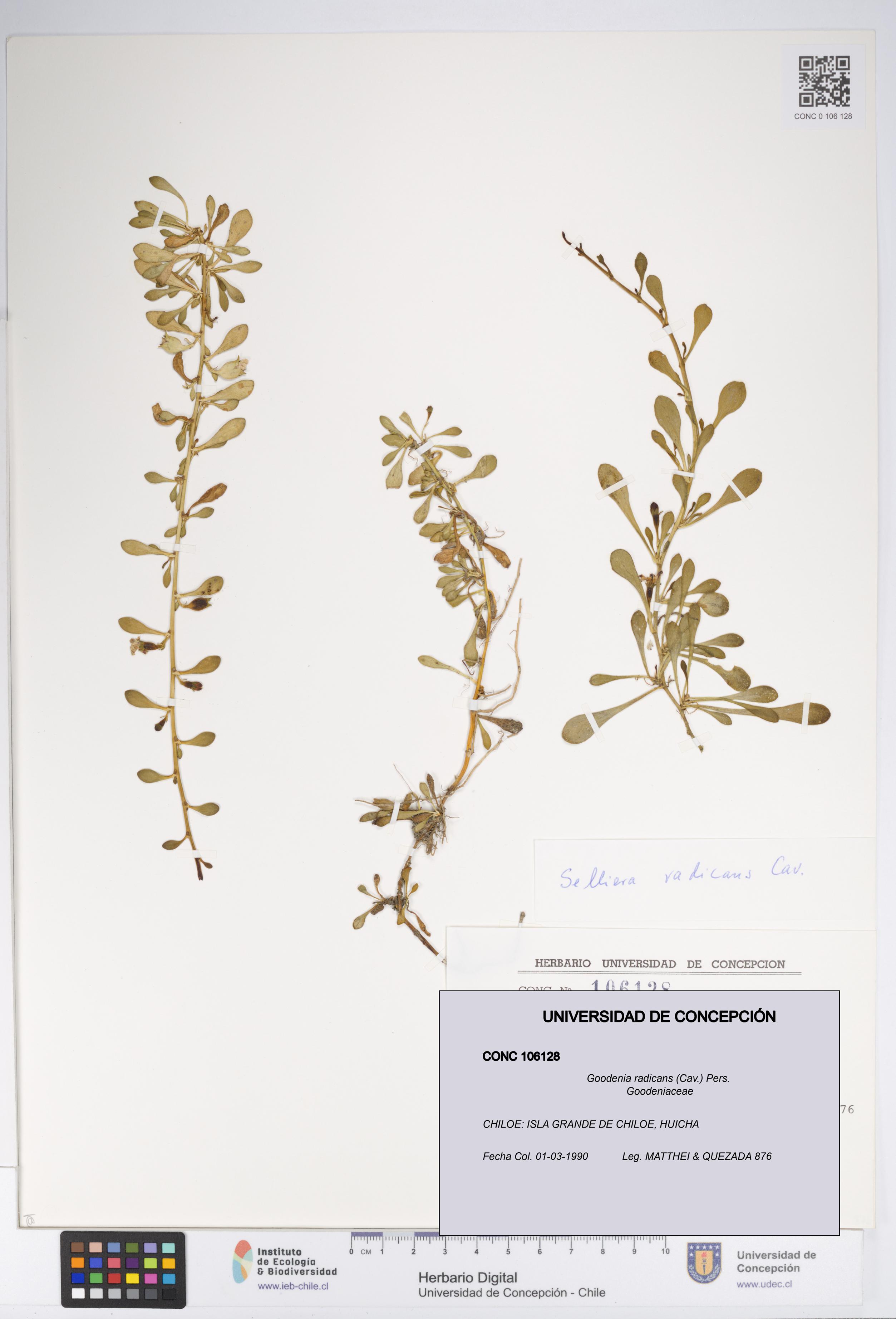 Goodenia radicans [Espécimen: UDEC:CONC:0106128]