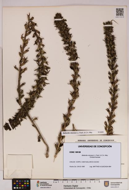 Bellardia viscosa [Espécimen: UDEC:CONC:0106129]