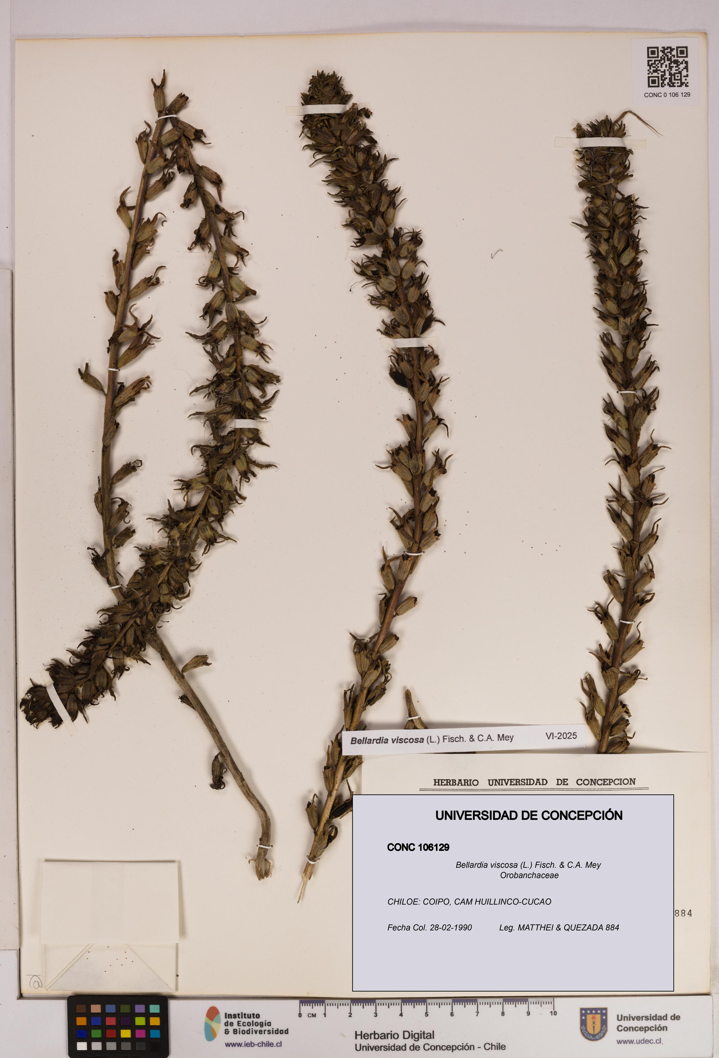 Bellardia viscosa [Espécimen: UDEC:CONC:0106129]