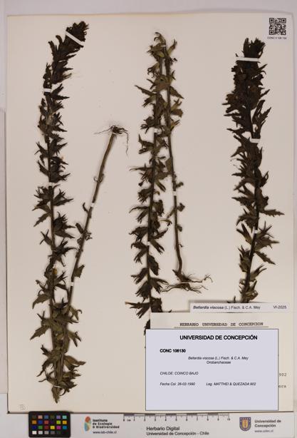 Bellardia viscosa [Espécimen: UDEC:CONC:0106130]