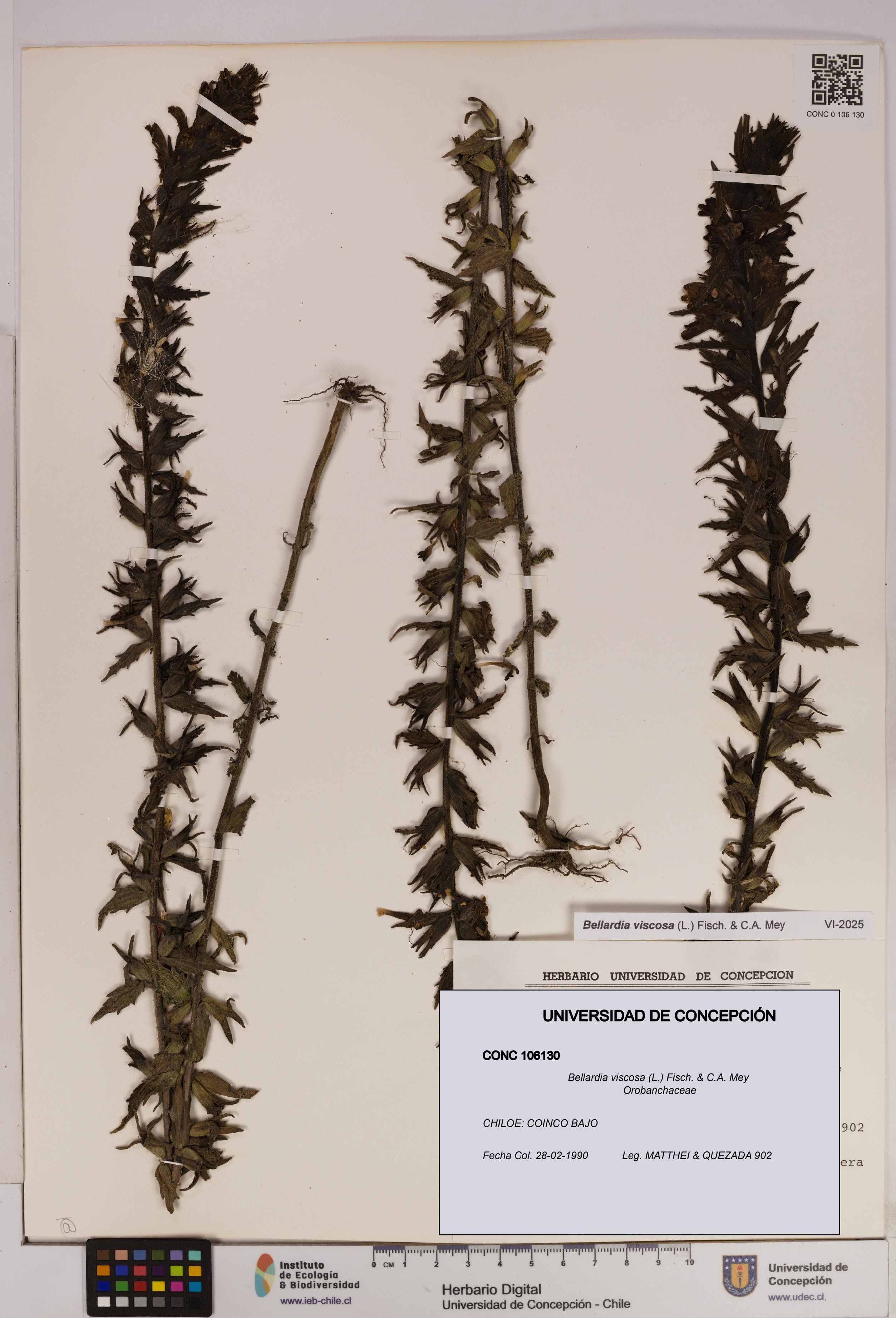 Bellardia viscosa [Espécimen: UDEC:CONC:0106130]