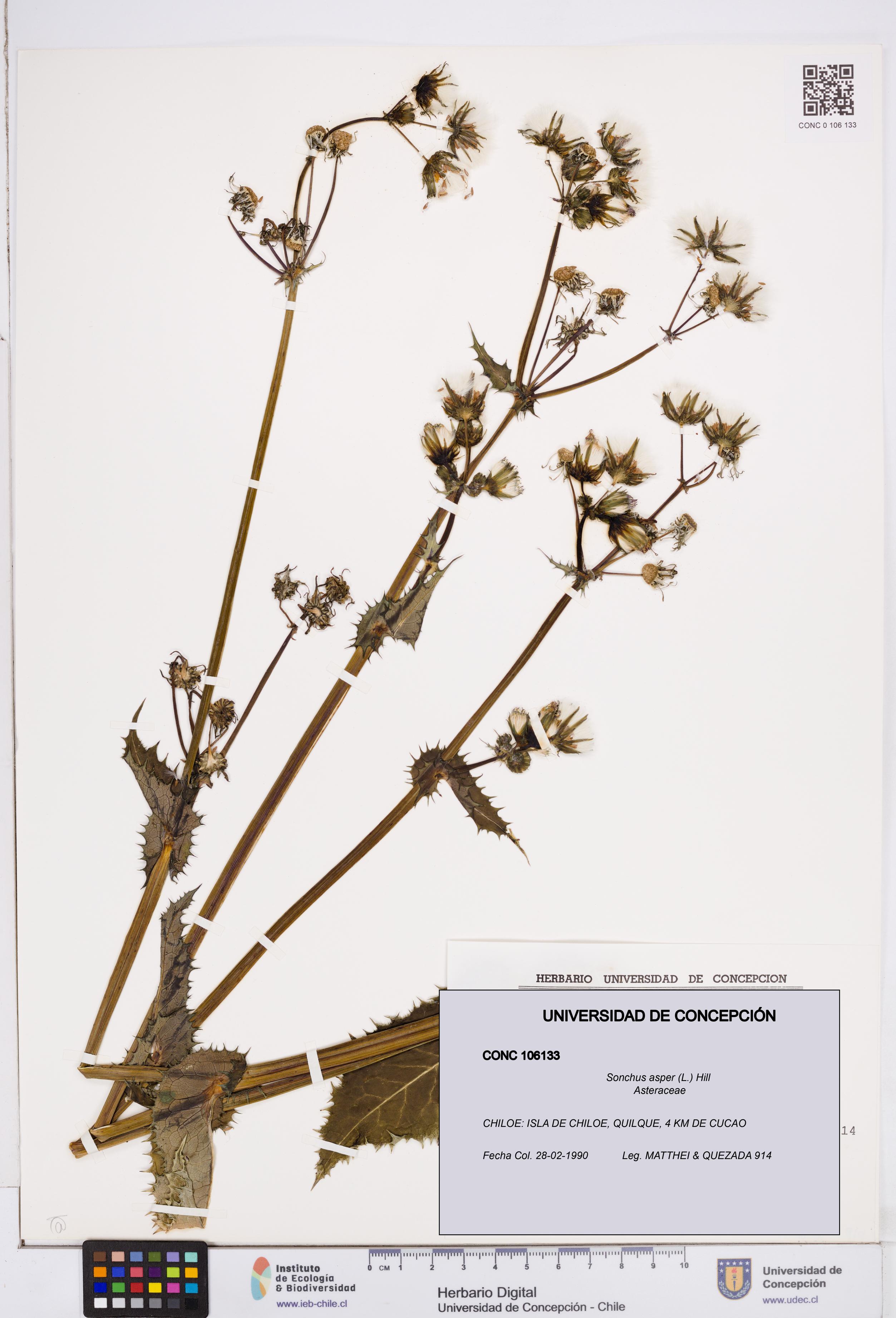Sonchus asper [Espécimen: ]