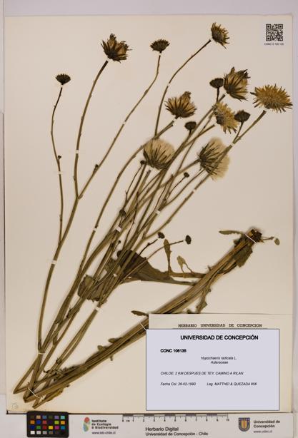 Hypochaeris radicata [Espécimen: UDEC:CONC:0106135]