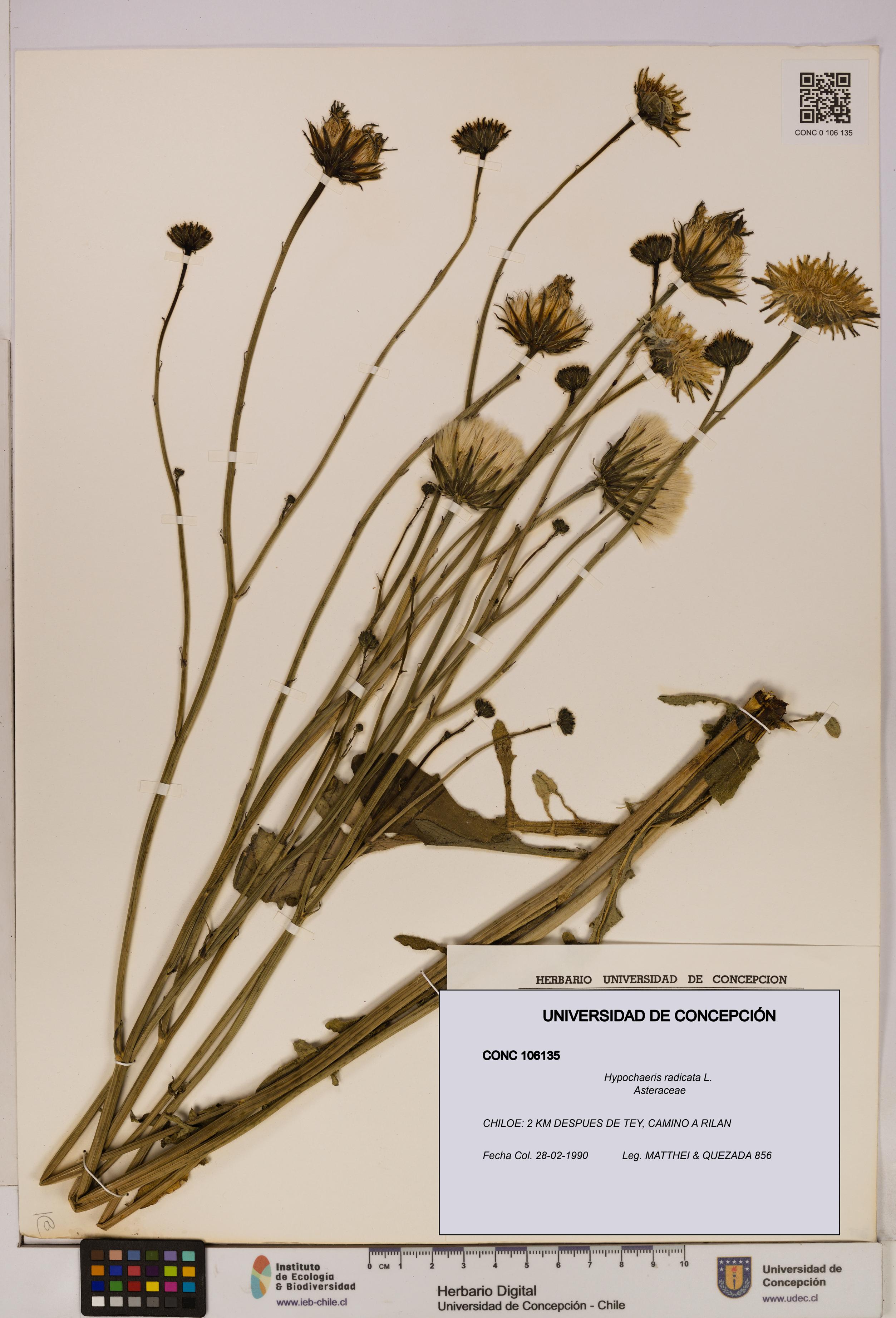 Hypochaeris radicata [Espécimen: UDEC:CONC:0106135]
