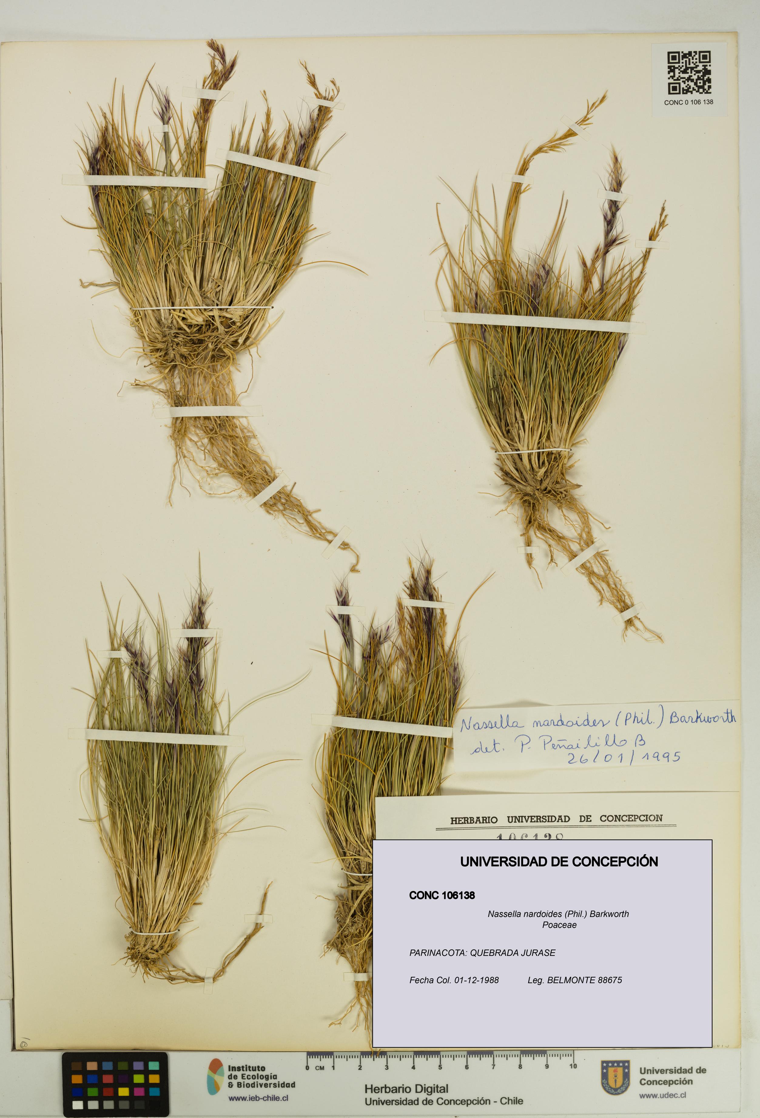 Nassella nardoides [Espécimen: UDEC:CONC:0106138]