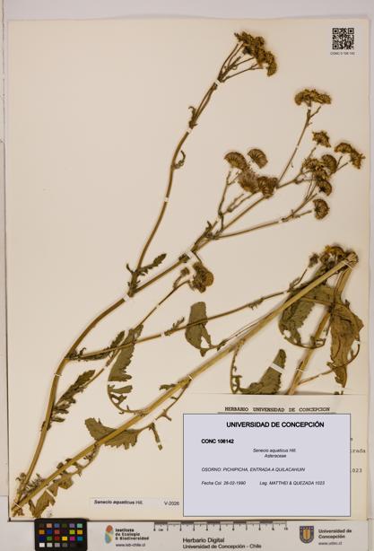 Senecio aquaticus [Espécimen: UDEC:CONC:0106142]