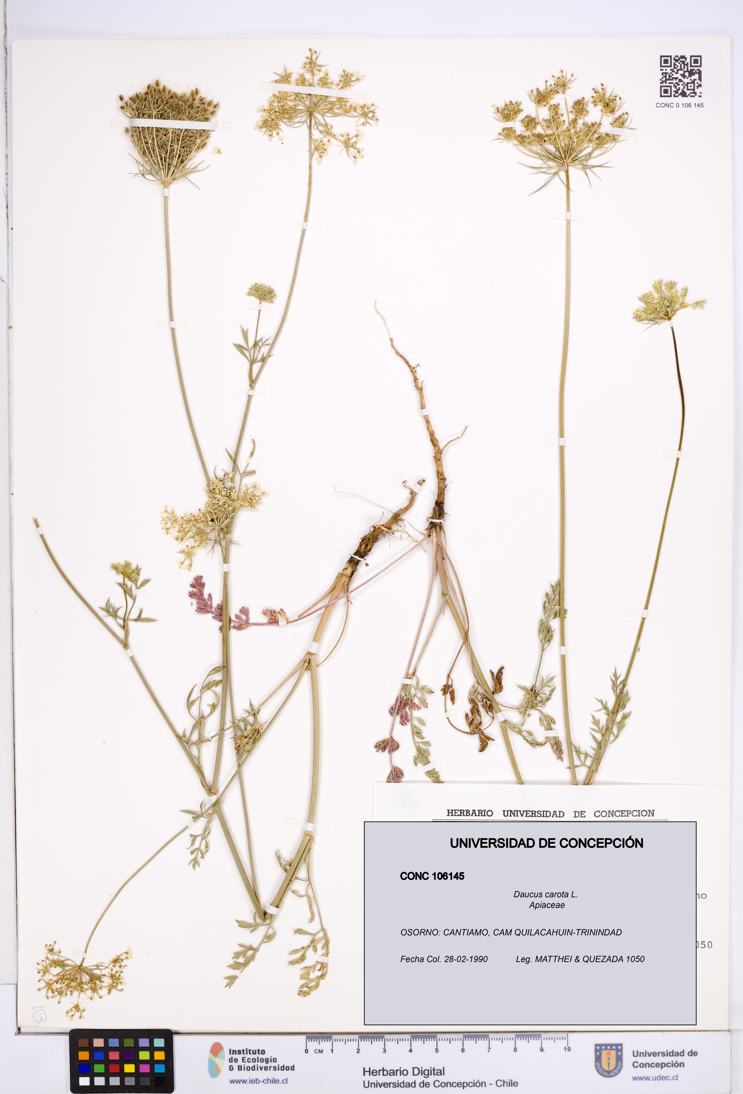 Daucus carota [Espécimen: ]