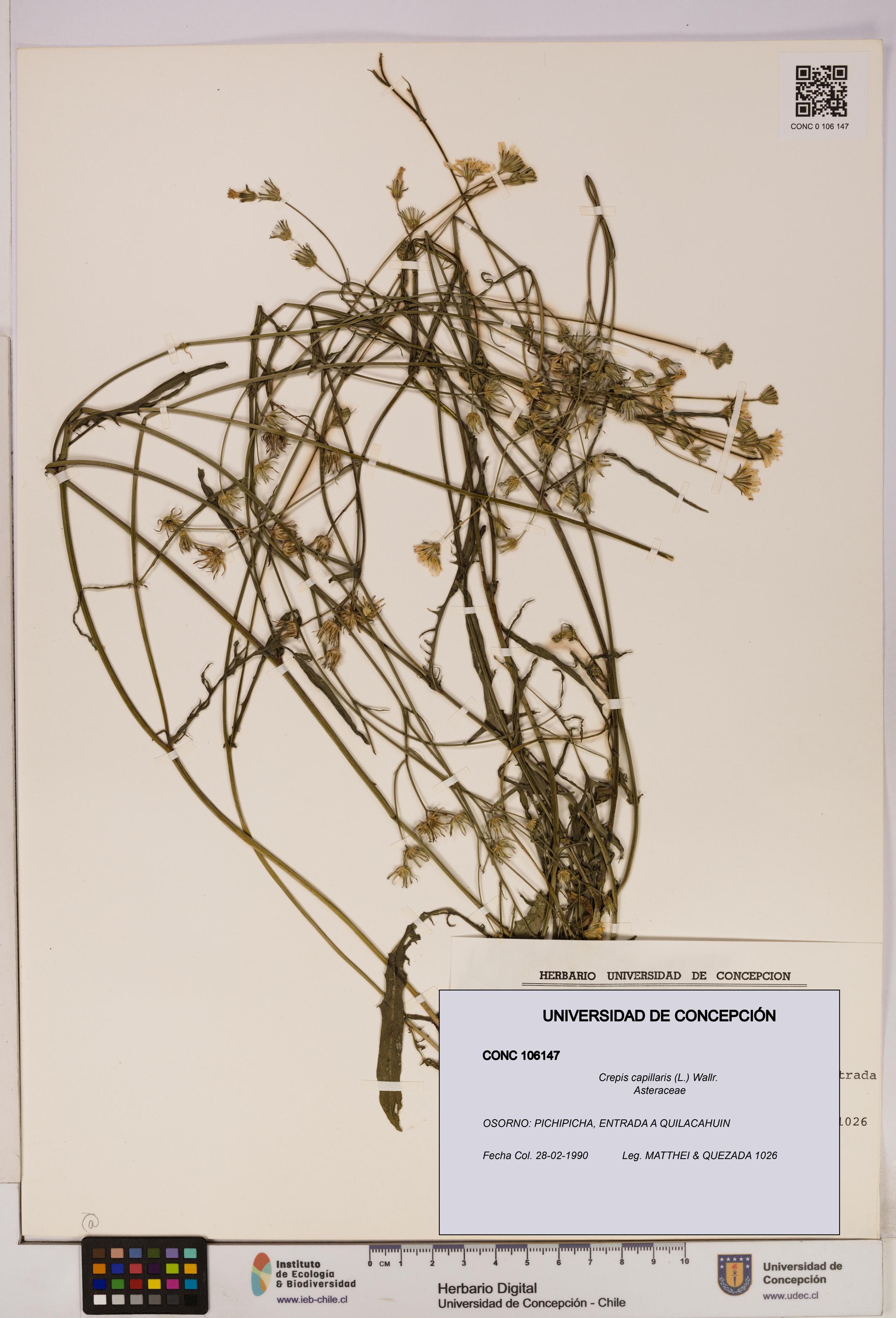 Crepis capillaris [Espécimen: UDEC:CONC:0106147]
