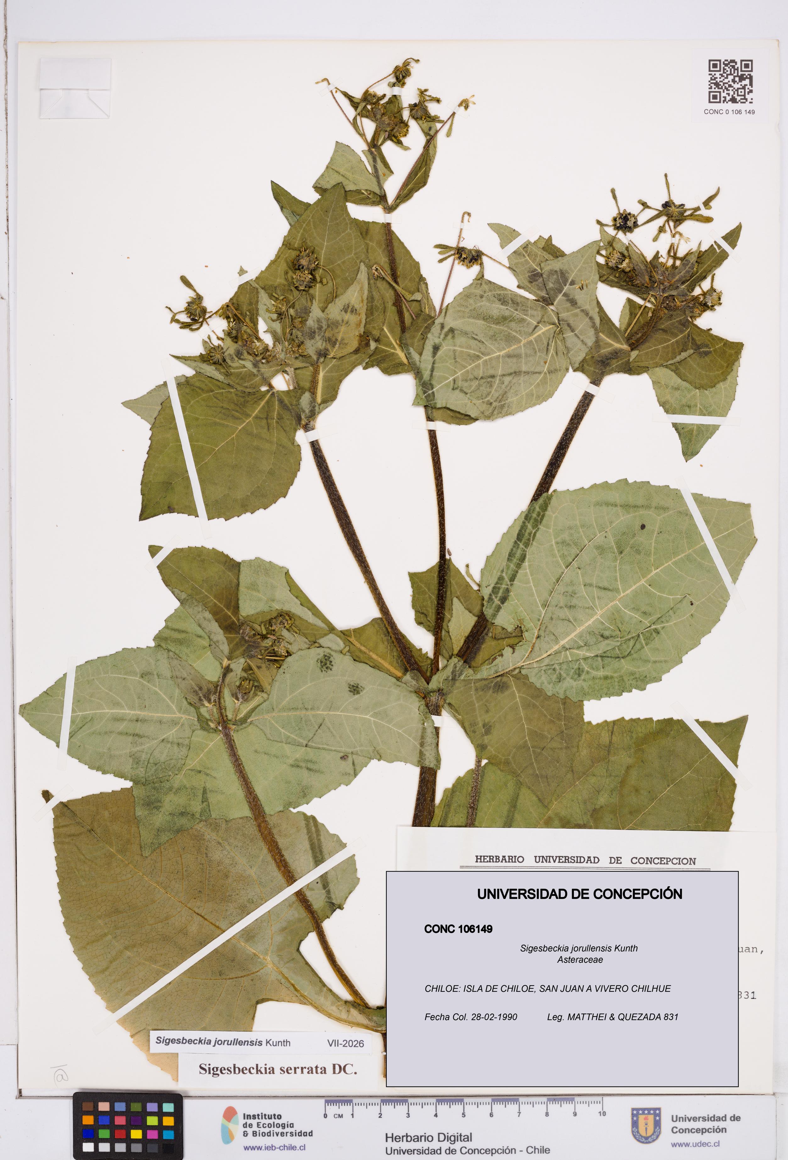 Sigesbeckia jorullensis [Espécimen: ]