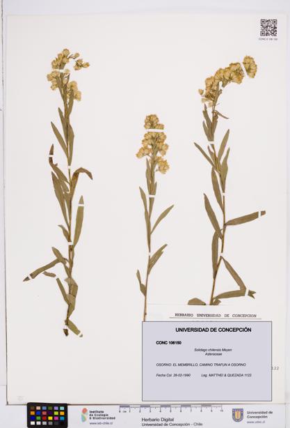 Solidago chilensis [Espécimen: ]
