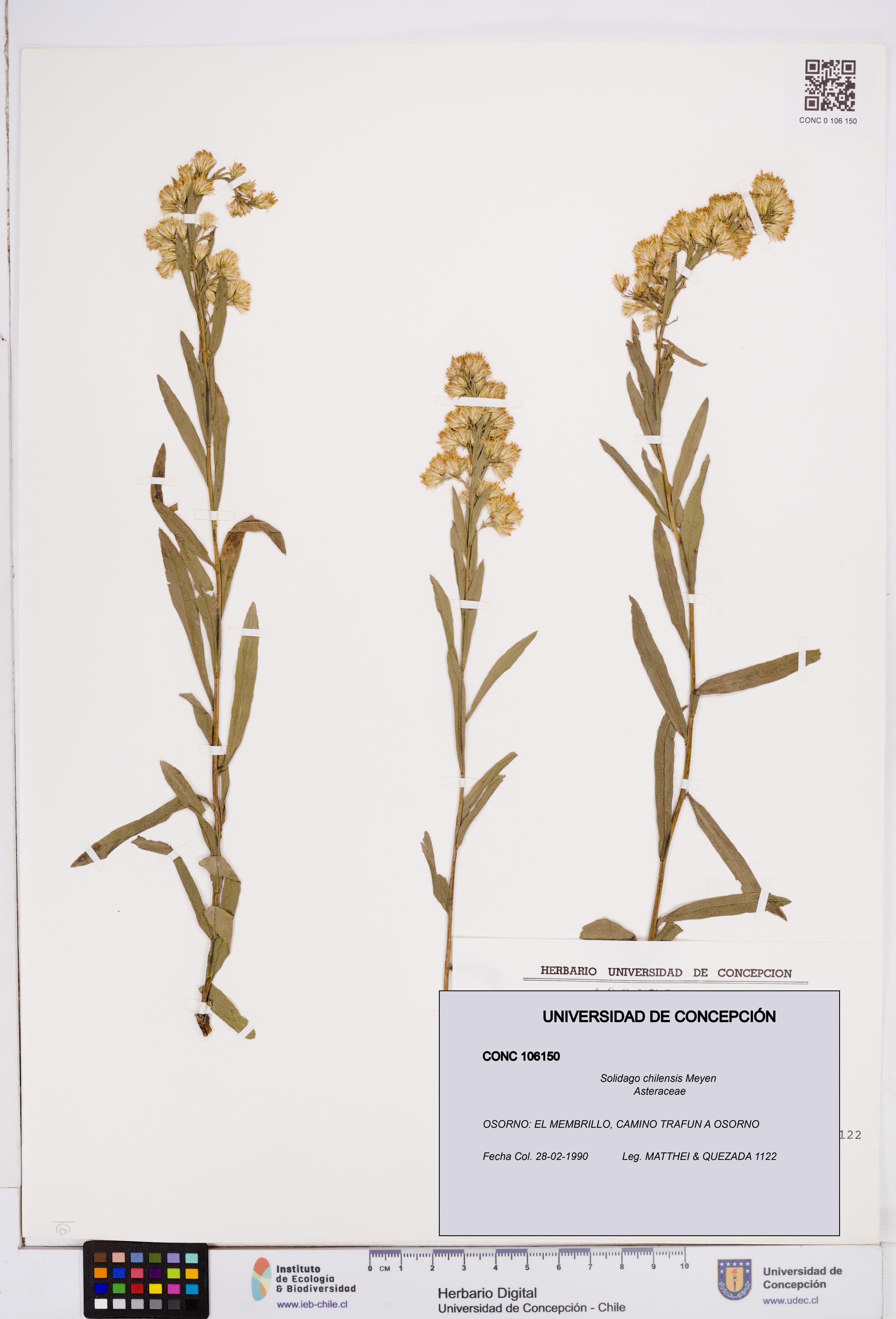 Solidago chilensis [Espécimen: ]