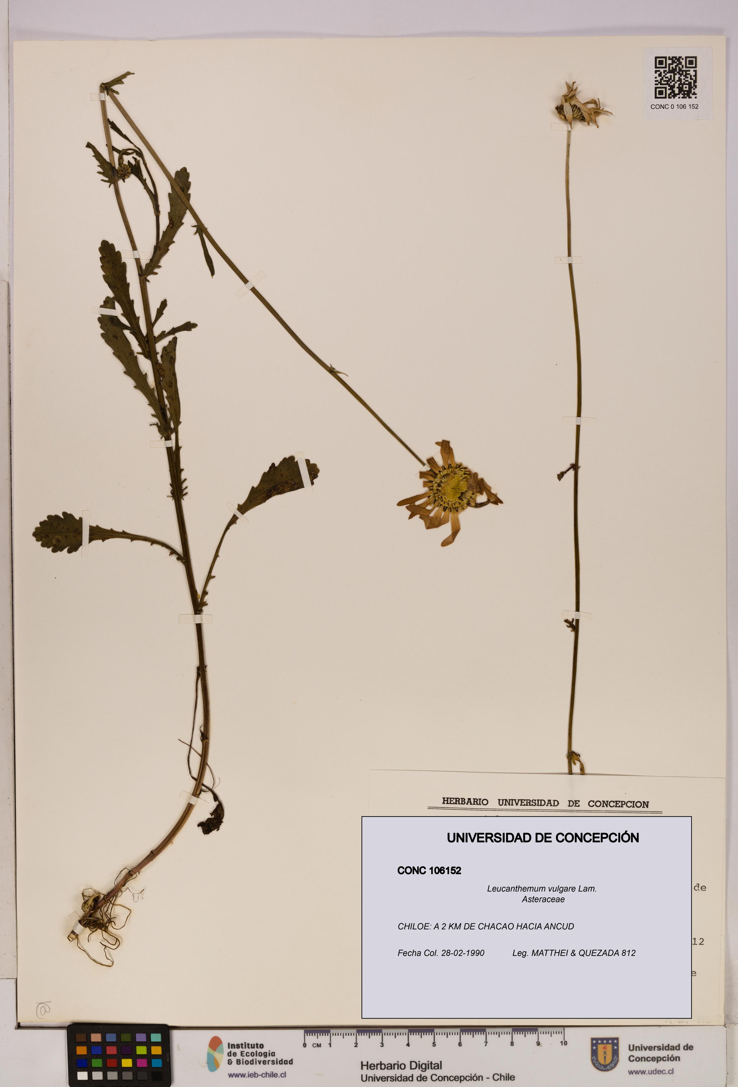 Leucanthemum vulgare [Espécimen: UDEC:CONC:0106152]