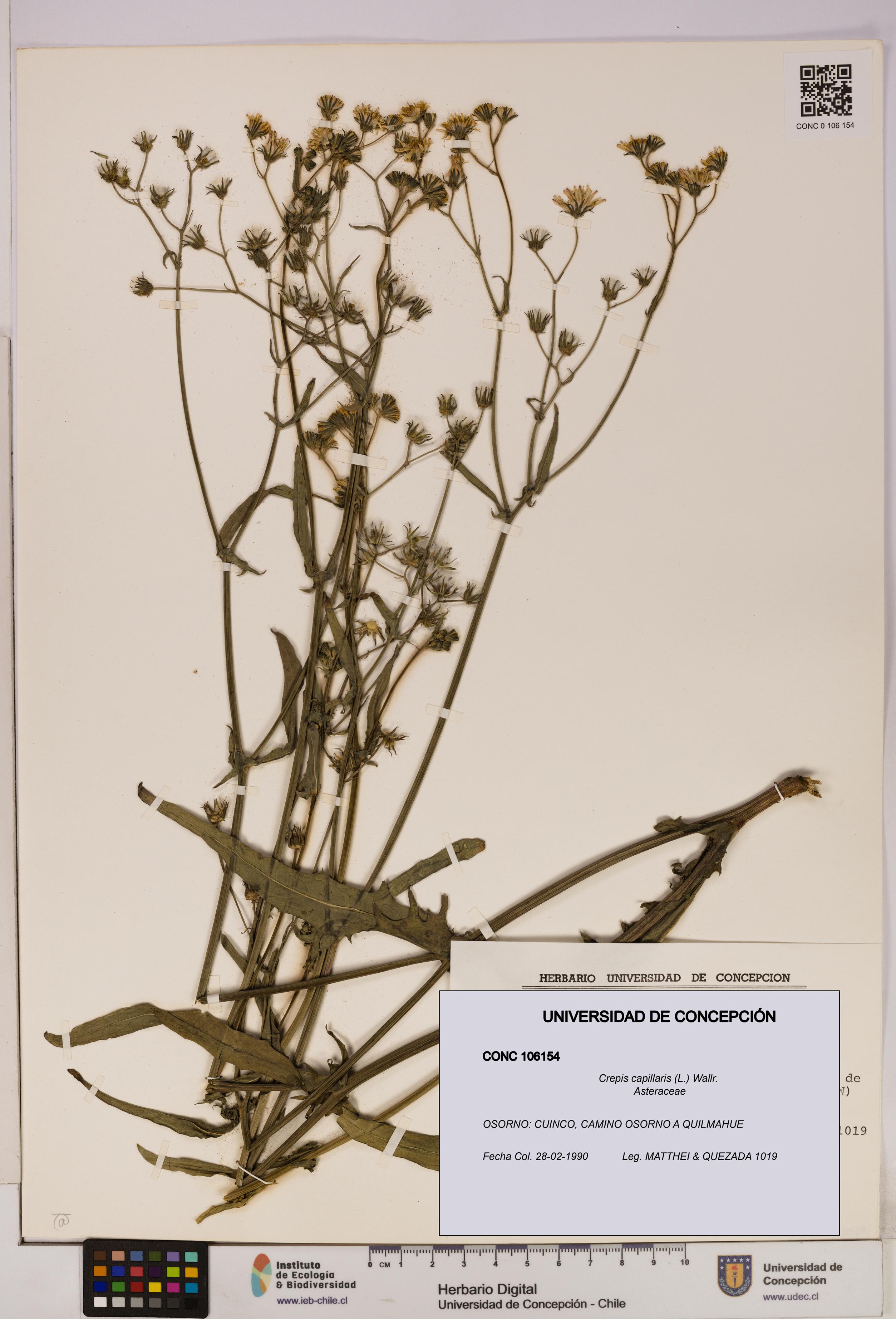 Crepis capillaris [Espécimen: UDEC:CONC:0106154]
