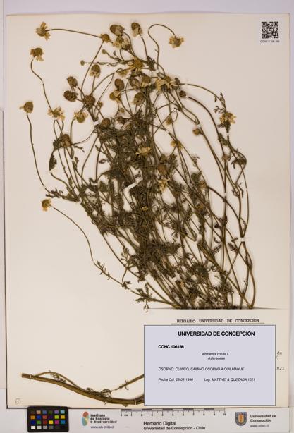 Anthemis cotula [Espécimen: UDEC:CONC:0106156]