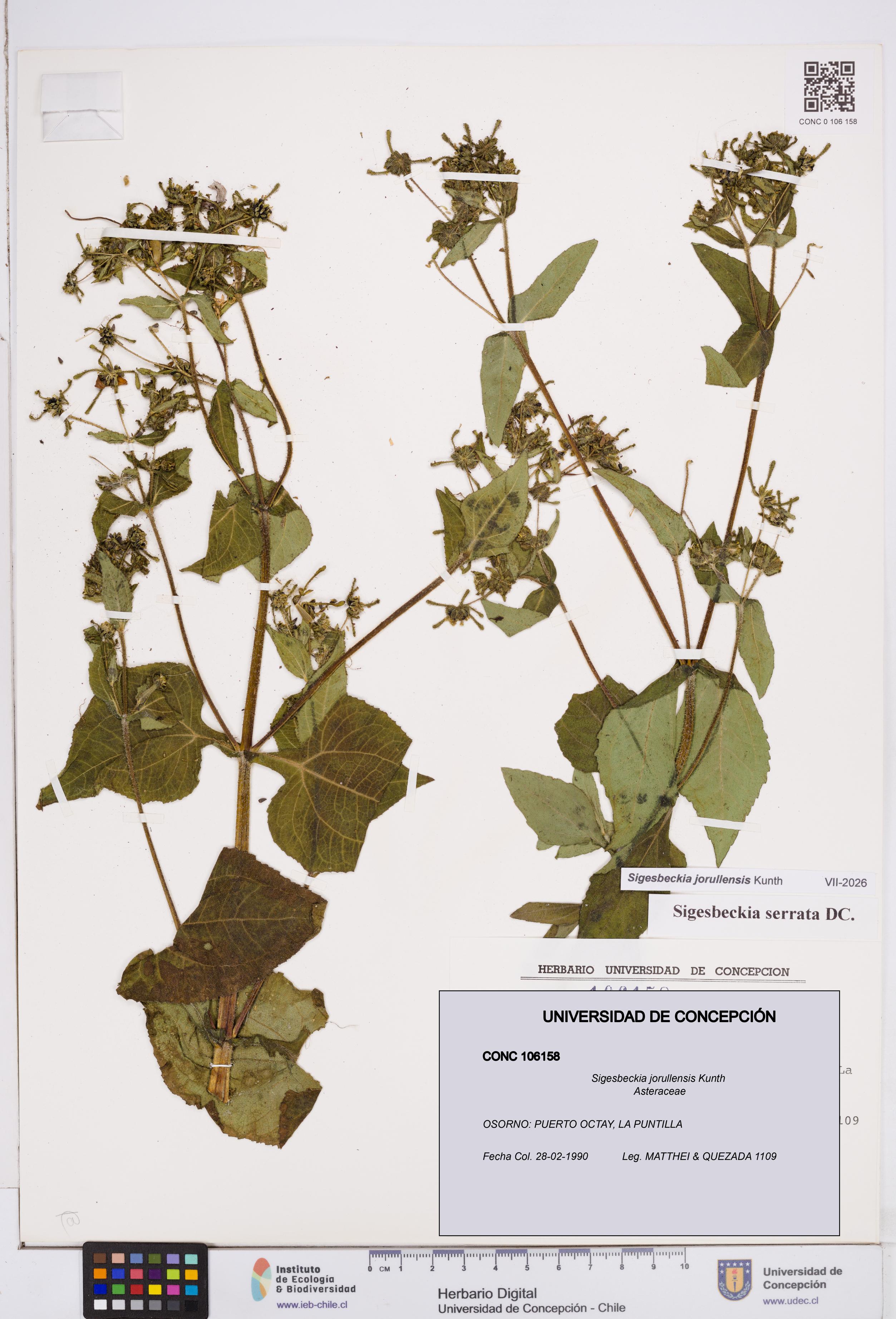 Sigesbeckia jorullensis [Espécimen: ]