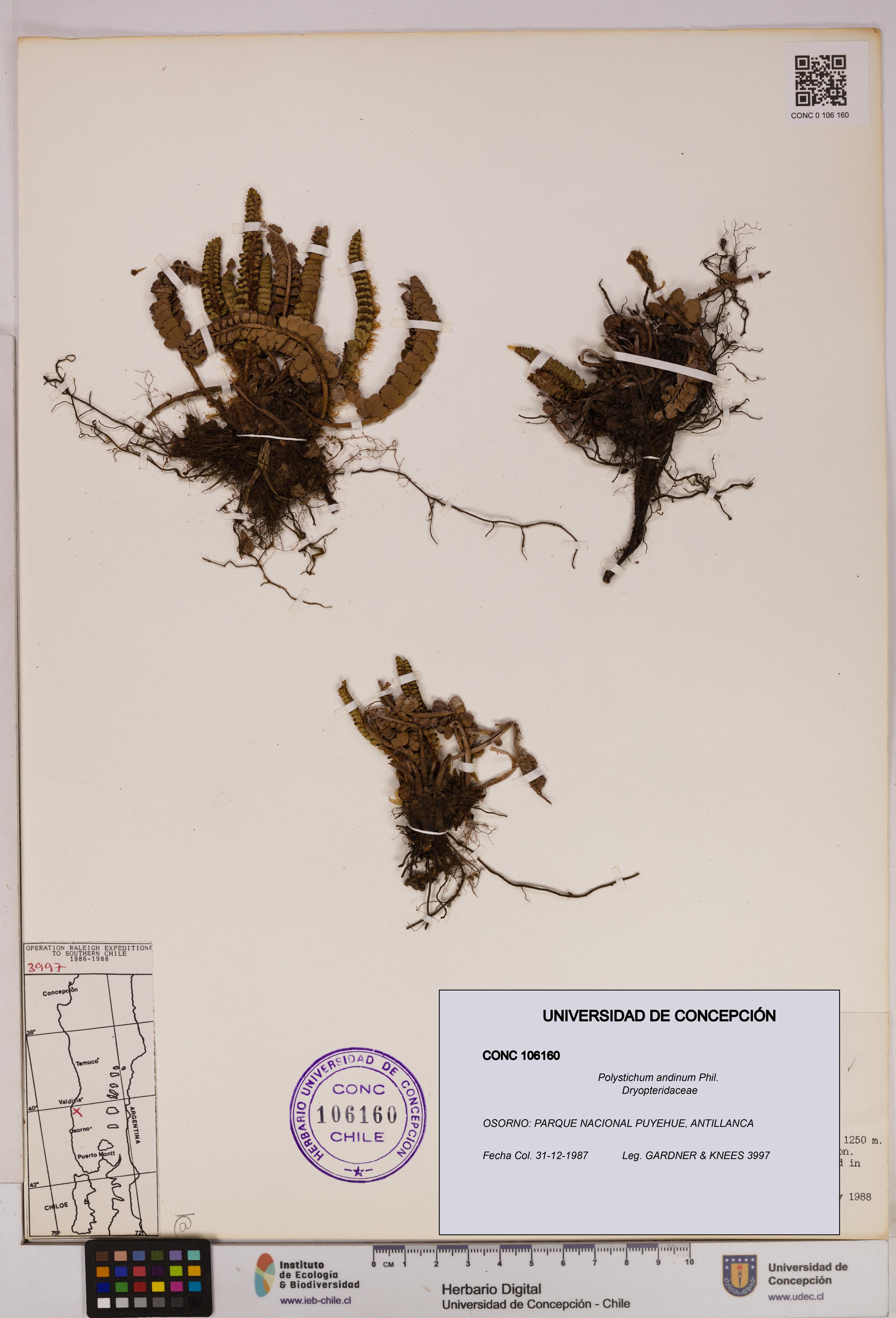 Polystichum andinum [Espécimen: UDEC:CONC:0106160]