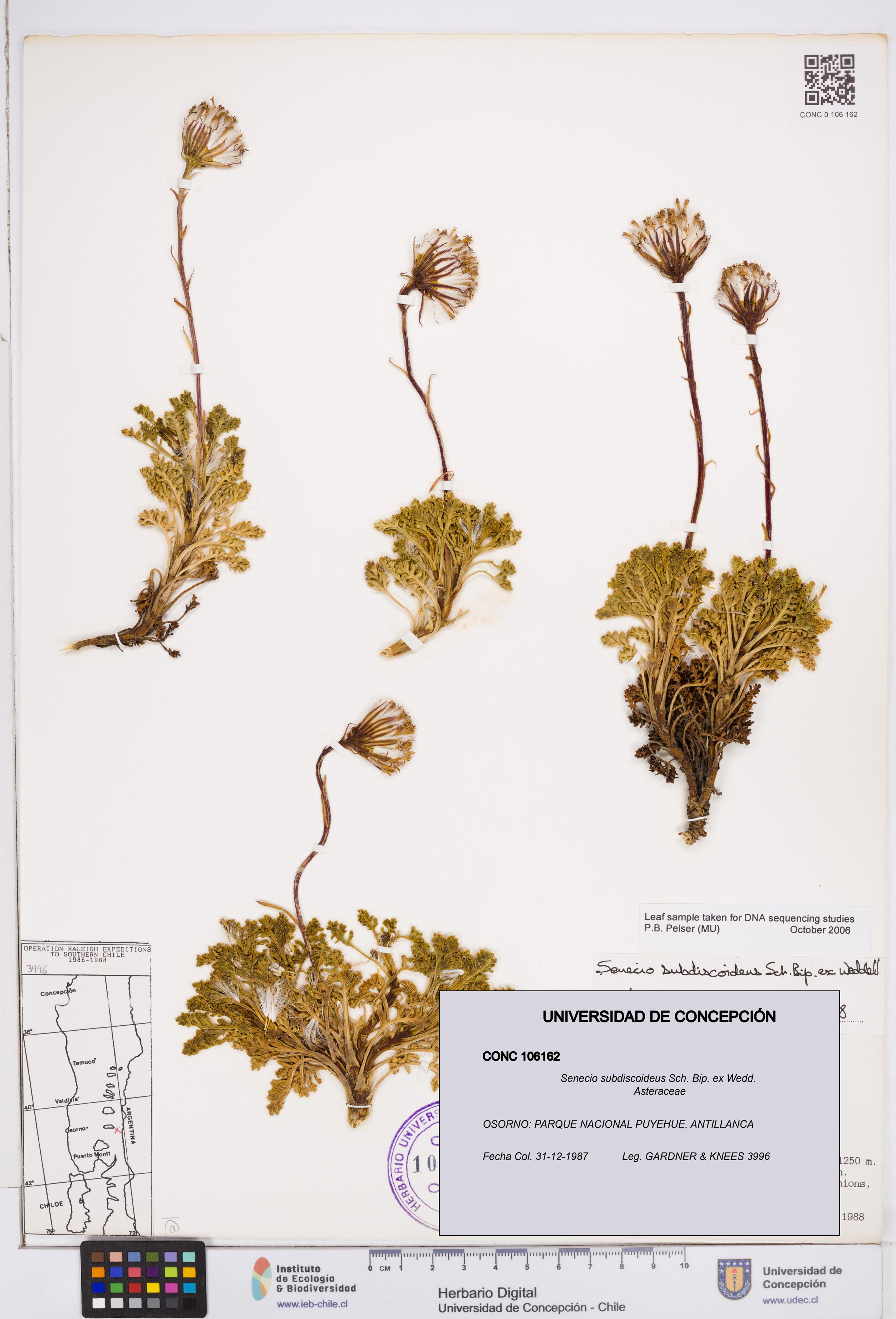 Senecio subdiscoideus [Espécimen: ]