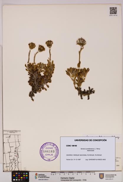 Senecio portalesianus [Espécimen: UDEC:CONC:0106163]