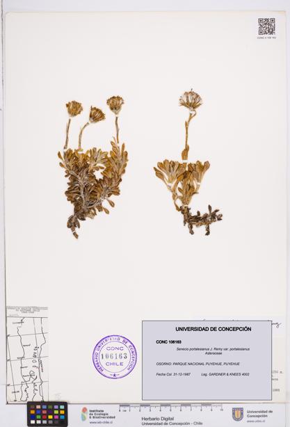 Senecio portalesianus var. portalesianus [Espécimen: ]