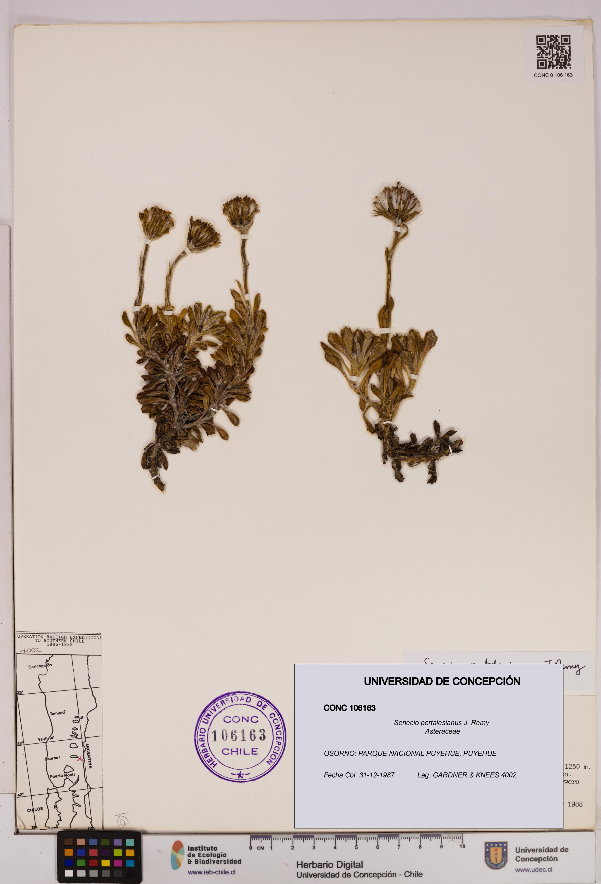 Senecio portalesianus [Espécimen: UDEC:CONC:0106163]