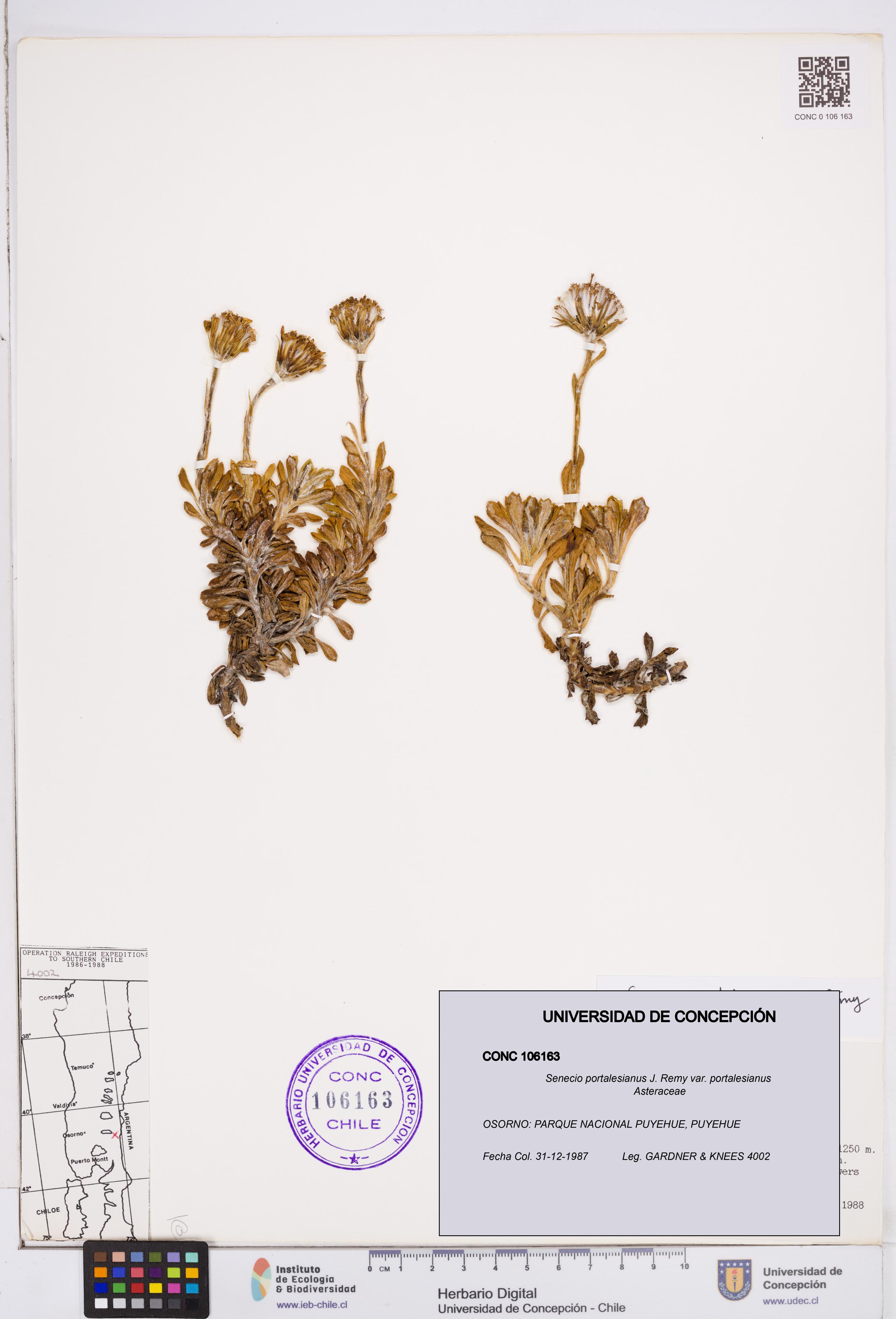 Senecio portalesianus var. portalesianus [Espécimen: ]