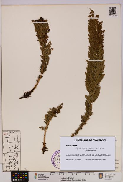 Polystichum plicatum [Espécimen: UDEC:CONC:0106164]