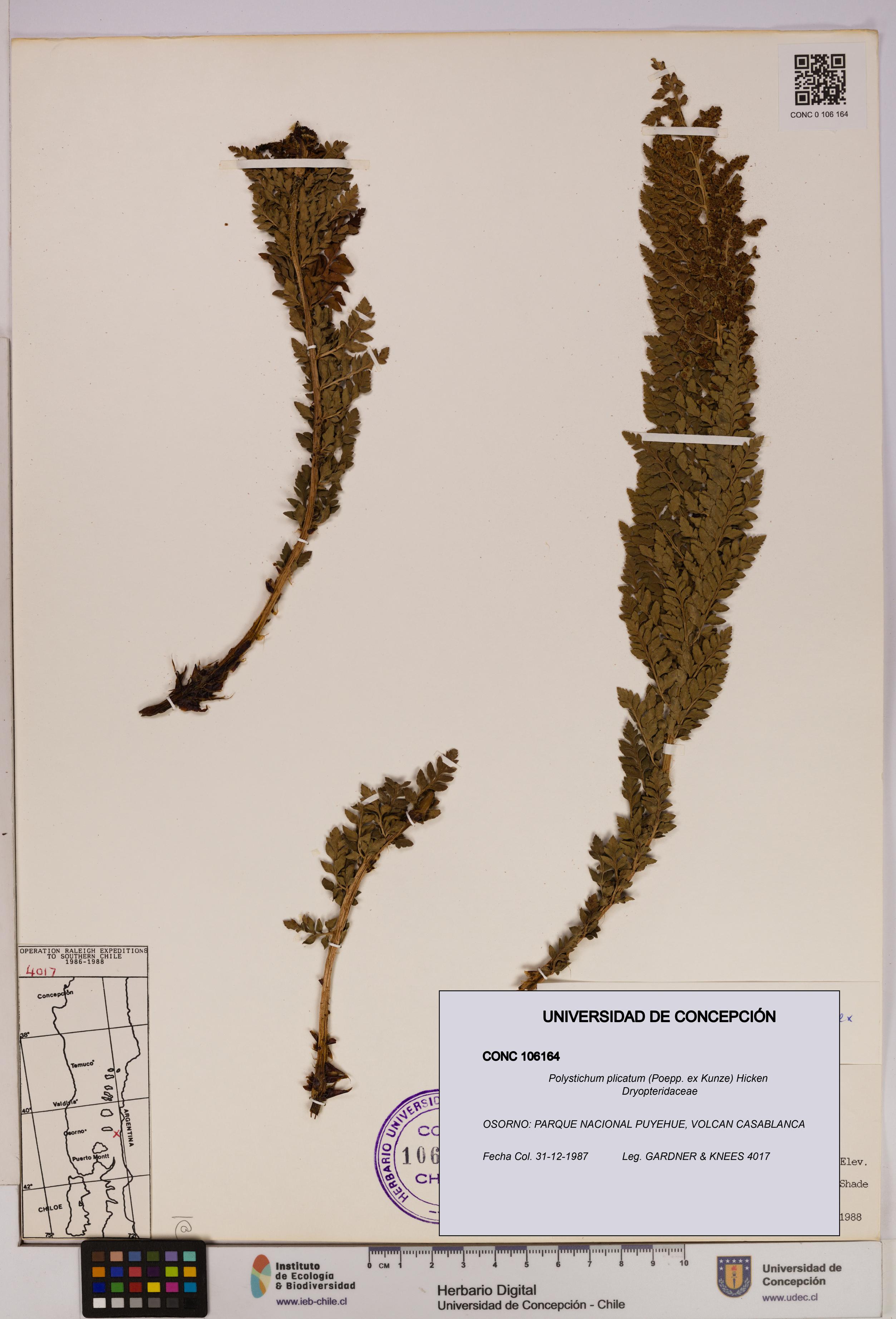 Polystichum plicatum [Espécimen: UDEC:CONC:0106164]