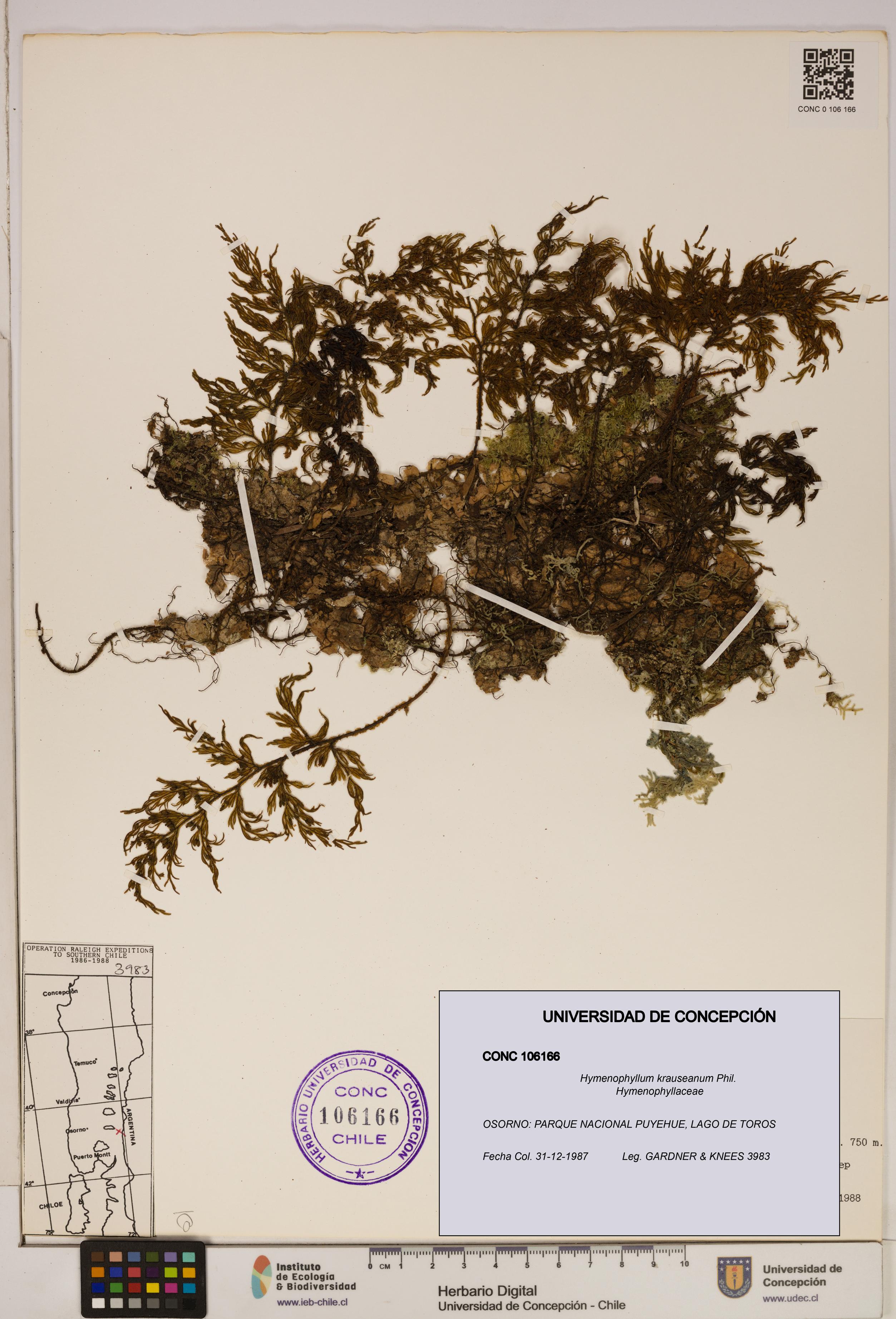 Hymenophyllum krauseanum [Espécimen: ]