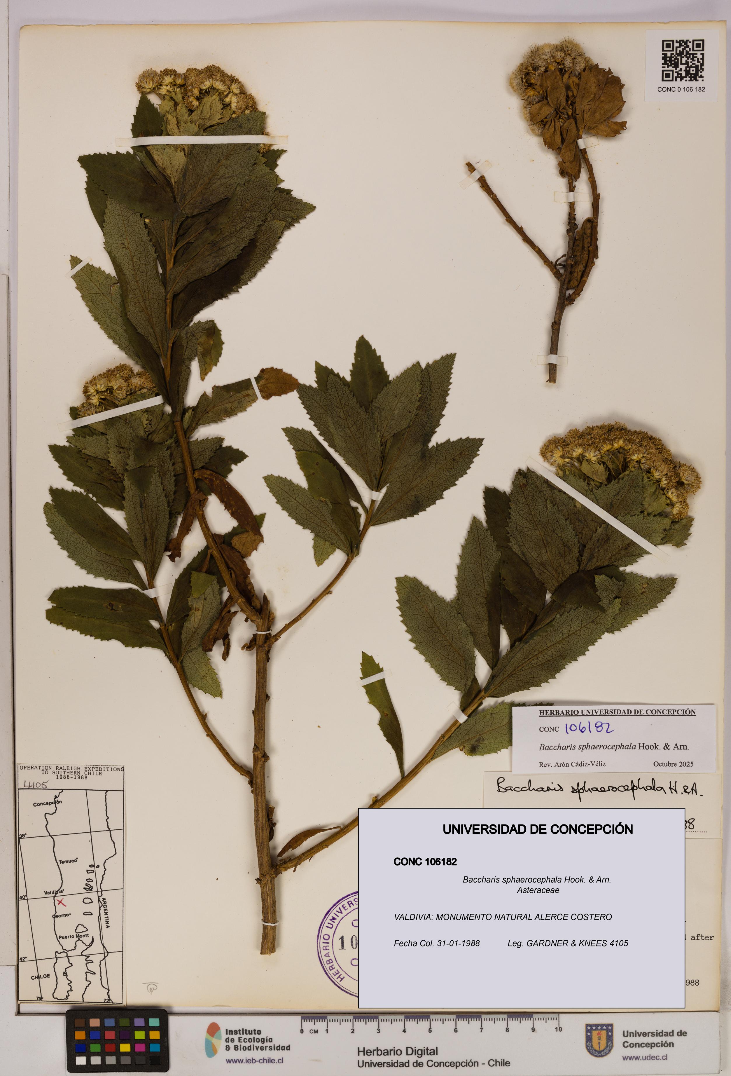 Baccharis sphaerocephala [Espécimen: UDEC:CONC:0106182]