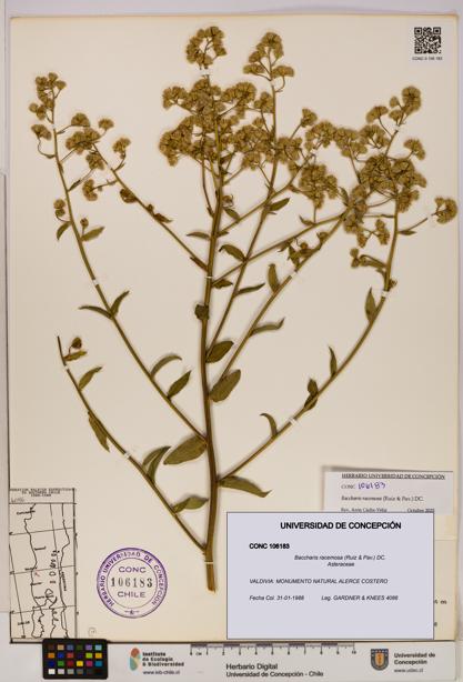 Baccharis racemosa [Espécimen: UDEC:CONC:0106183]