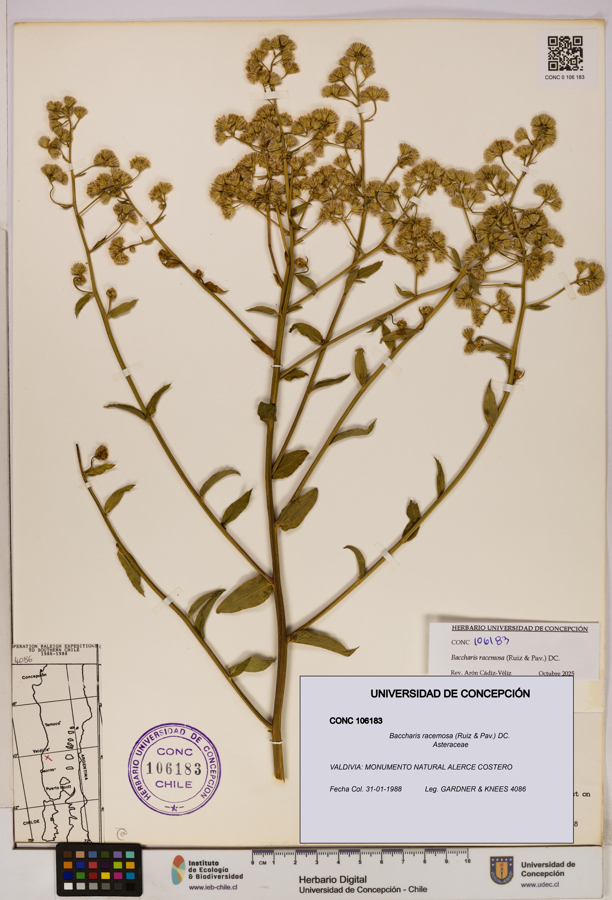 Baccharis racemosa [Espécimen: UDEC:CONC:0106183]
