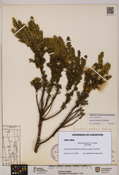Baccharis zoellneri [Espécimen: UDEC:CONC:0106184]