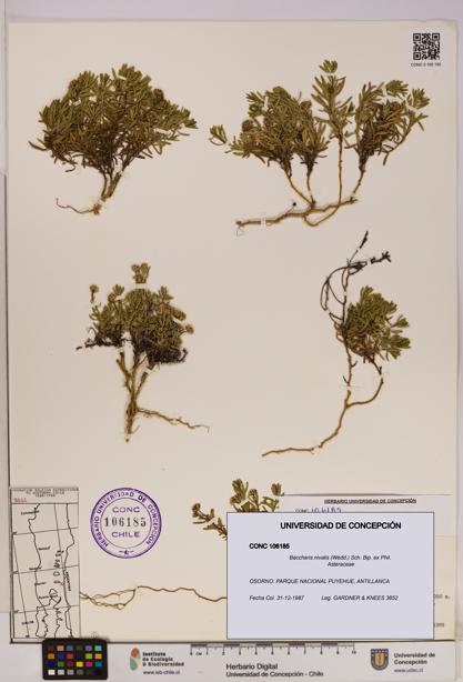Baccharis nivalis [Espécimen: UDEC:CONC:0106185]