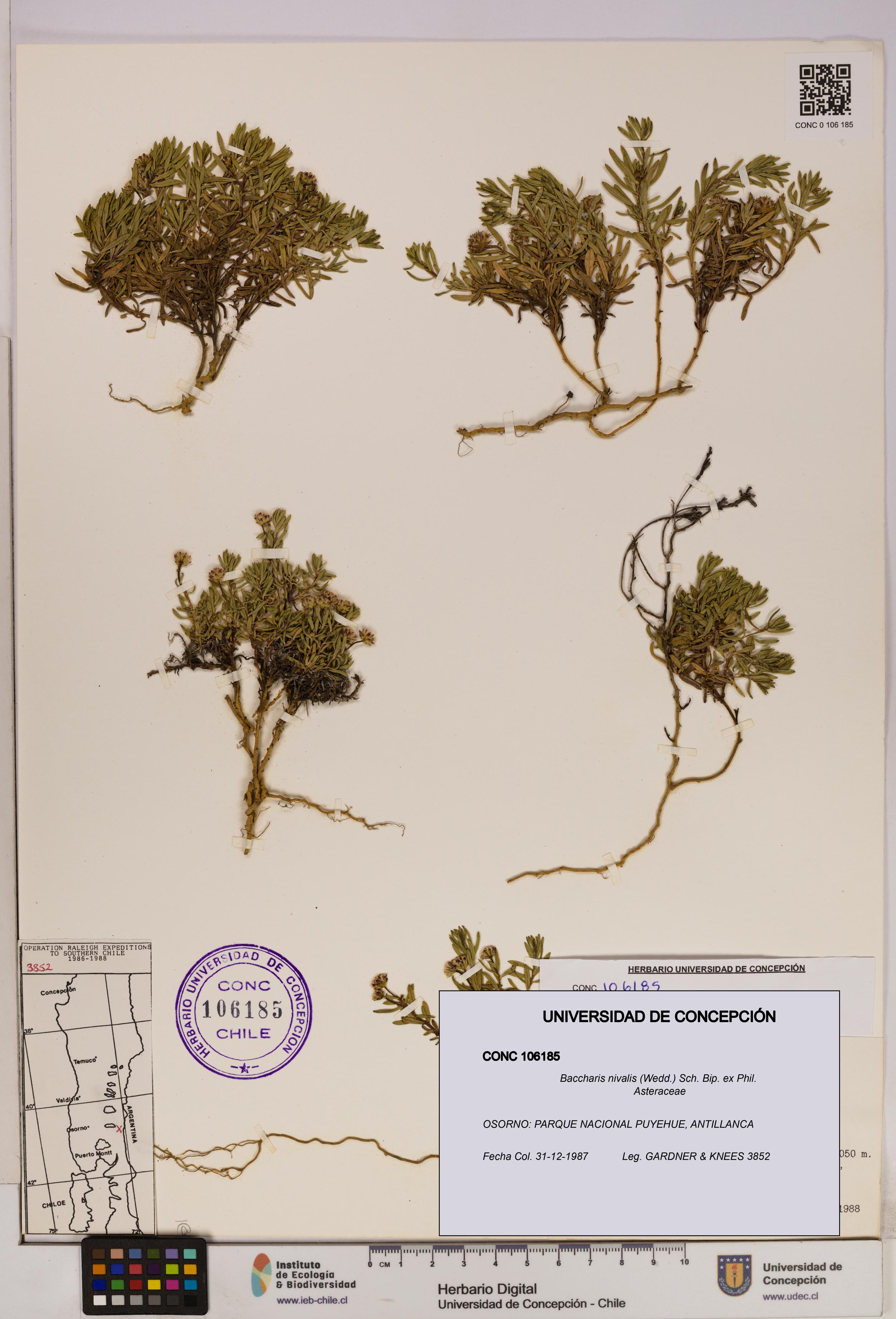 Baccharis nivalis [Espécimen: UDEC:CONC:0106185]