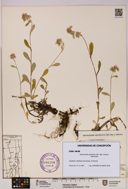 Gamochaeta spiciformis [Espécimen: UDEC:CONC:0106186]
