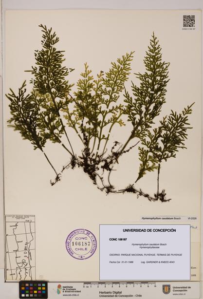 Hymenophyllum caudatum [Espécimen: UDEC:CONC:0106187]