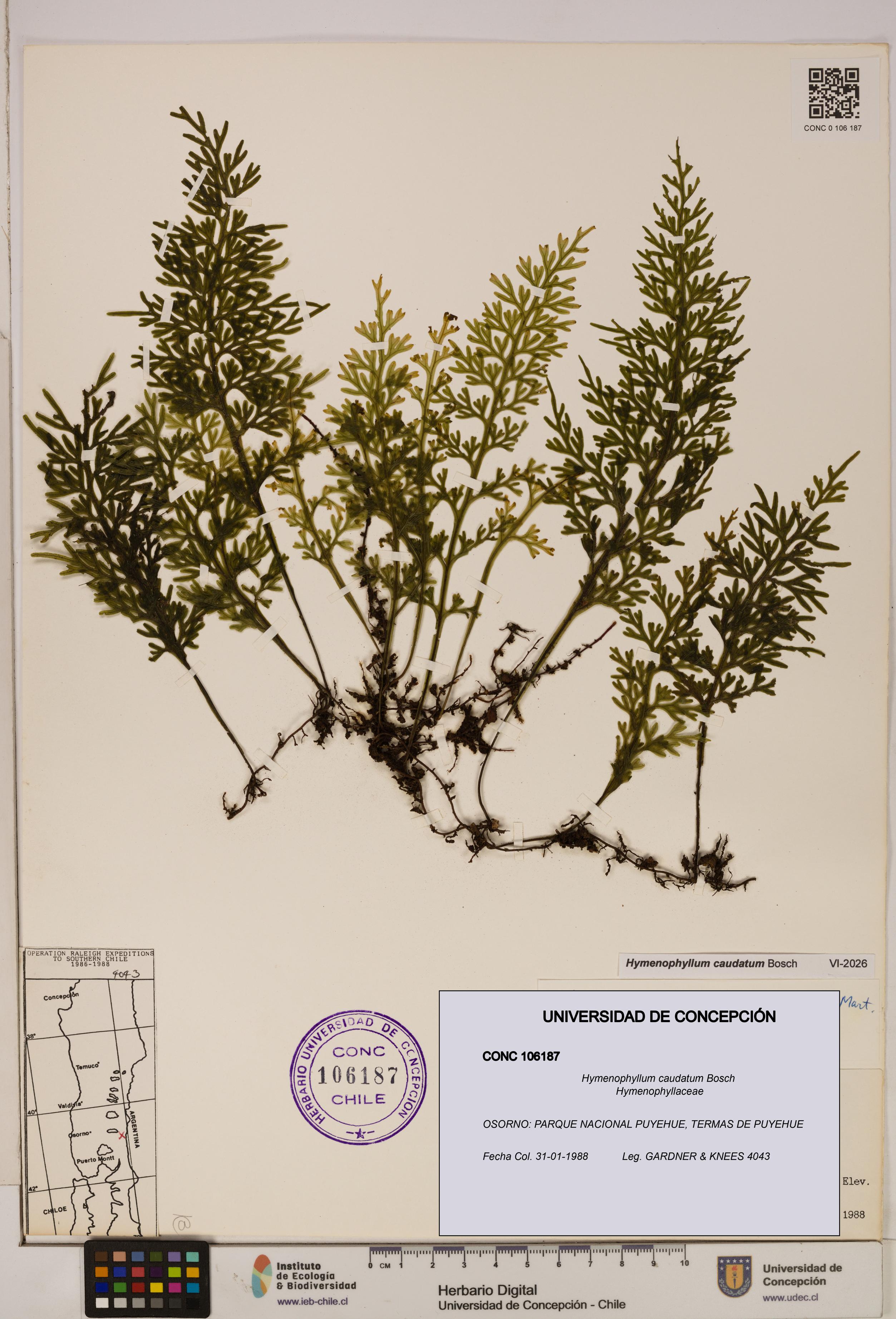 Hymenophyllum caudatum [Espécimen: UDEC:CONC:0106187]