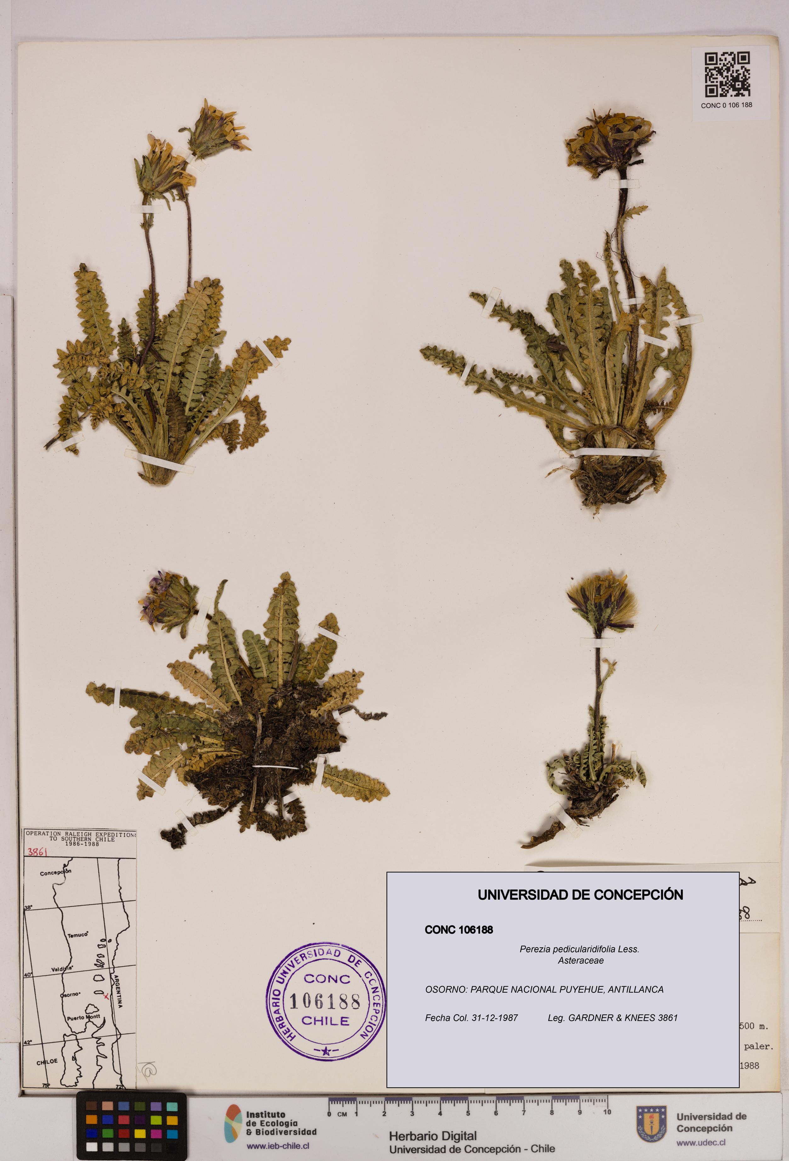 Perezia pedicularidifolia [Espécimen: UDEC:CONC:0106188]