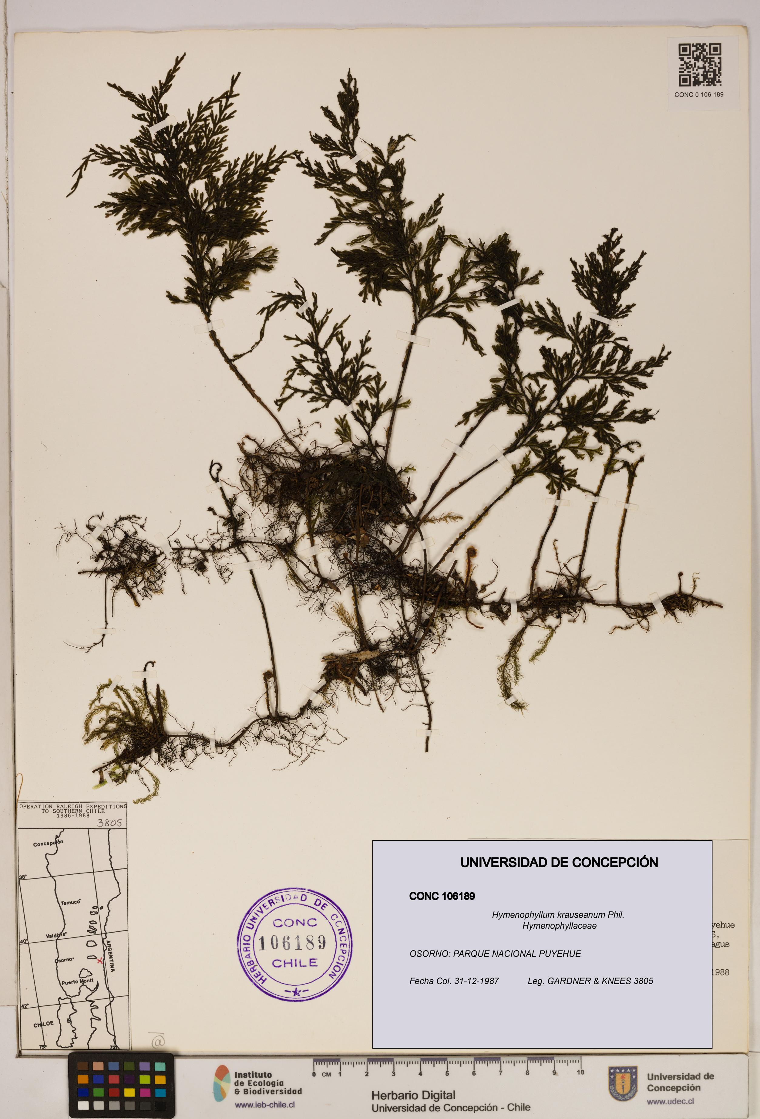 Hymenophyllum krauseanum [Espécimen: ]