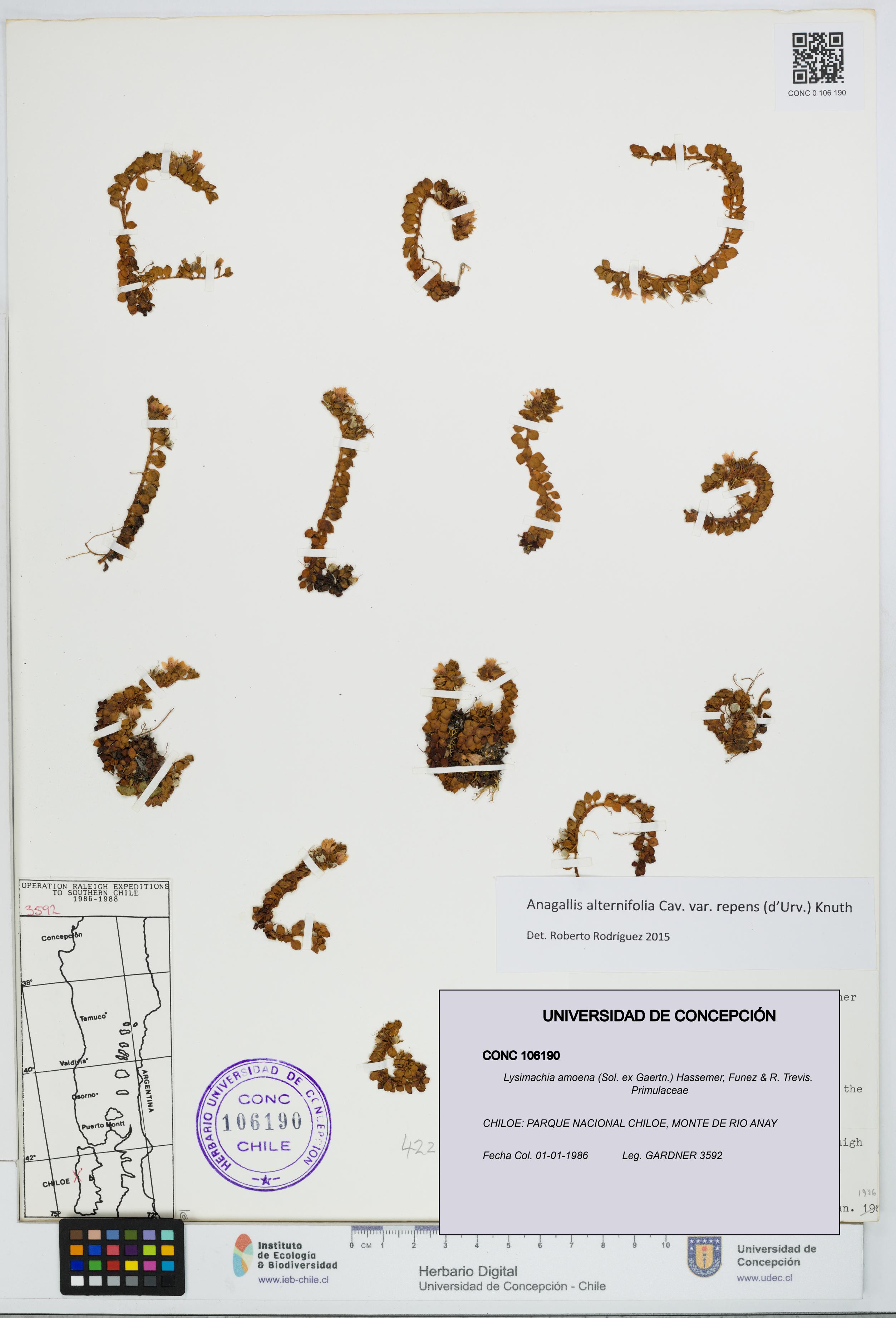Lysimachia amoena [Espécimen: UDEC:CONC:0106190]