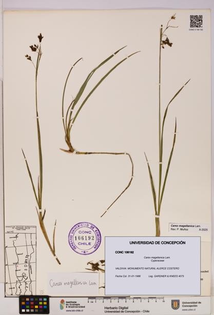Carex magellanica [Espécimen: UDEC:CONC:0106192]
