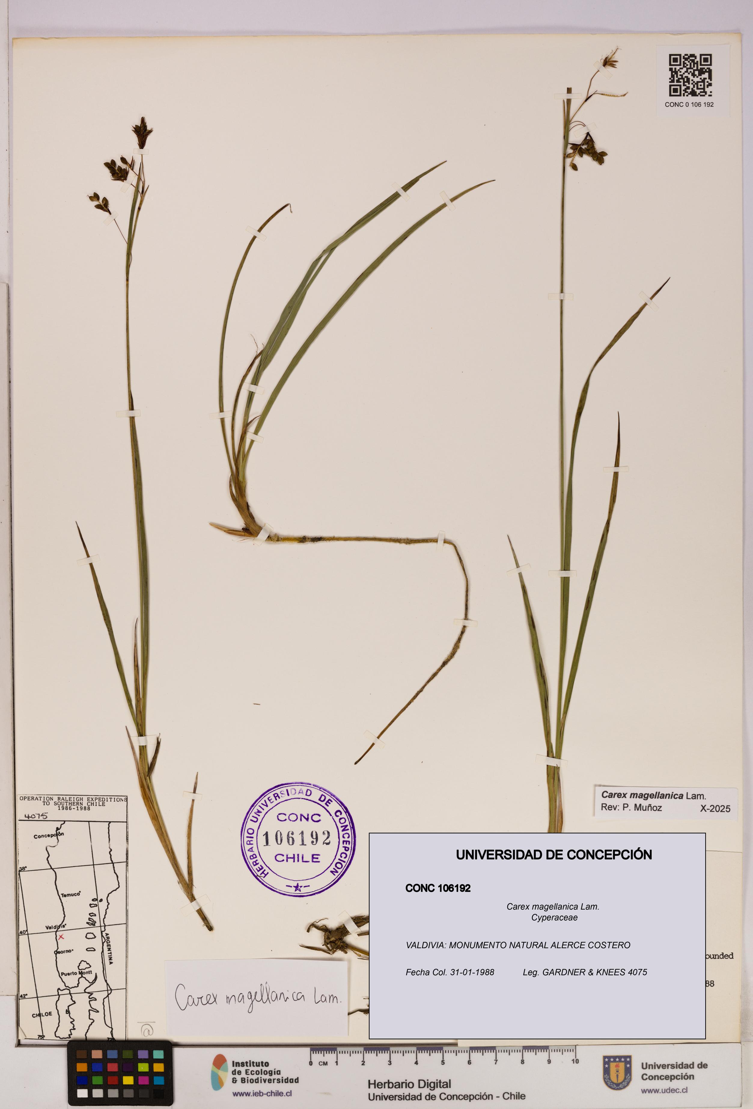 Carex magellanica [Espécimen: UDEC:CONC:0106192]