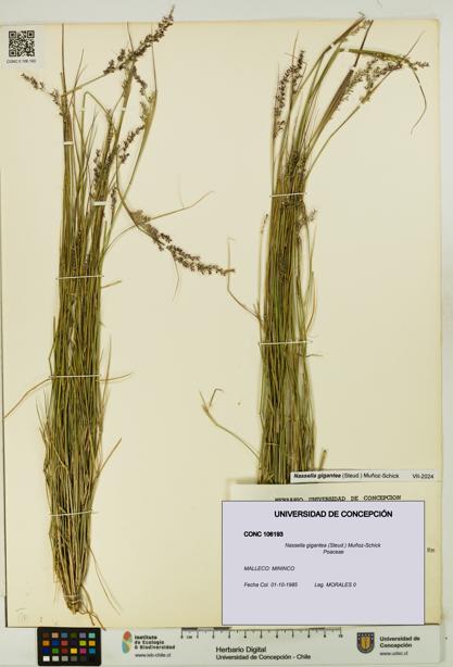 Nassella gigantea [Espécimen: UDEC:CONC:0106193]
